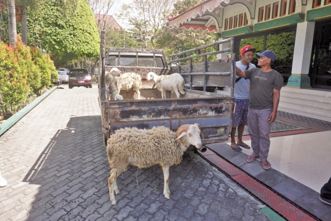 PASTIKAN SEHAT: Sejumlah hewan kurban dari Pemkab Klaten yang akan dikirim ke masyarakat tiba di halaman kantor pemkab, kemarin (28/6/2023). (ANGGA PURENDA/RADAR SOLO)