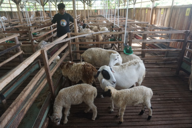 KETIBAN BERKAH: Kambing dan domba di Desa Sawit, Kecamatan Gantiwarno milik salah satu pertenak yang disiapkan untuk Idul Adha. (ANGGA PURENDA/RADAR SOLO)