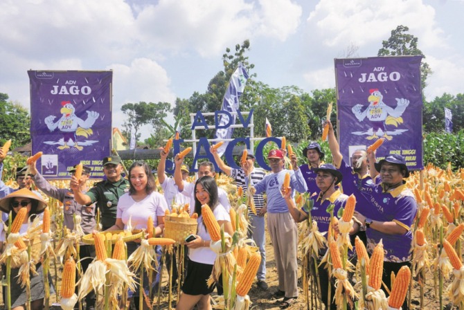 UNGGULAN: Panen raya jagung dari benih ADV Jago PT Advanta Seeds Indonesia di Desa Glagah, Kecamatan Jatinom. (ANGGA PURENDA/RADAR SOLO)