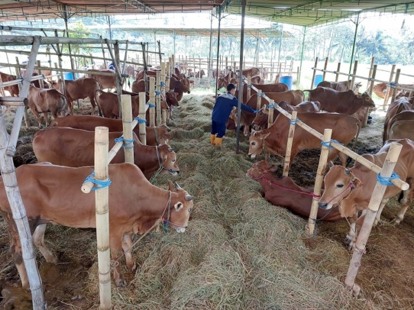 Puluhan ekor sapi kurban milik warga Desa Brajan, Kecamatan Mojosongo, Kabupaten Boyolali. (RAGIL LISTIYO/RADAR SOLO)