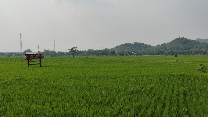 Area persawahan menjadi lokasi yang rawan terpaparnya leptospirosis. (IWAN ADI LUHUNG/RADAR SOLO)