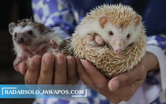 HEWAN PENGERAT: Tubuh landak mini hanya seukurun kepalan tangan orang dewasa menjadikannya tampak imut. (M. IHSAN/RADAR SOLO)