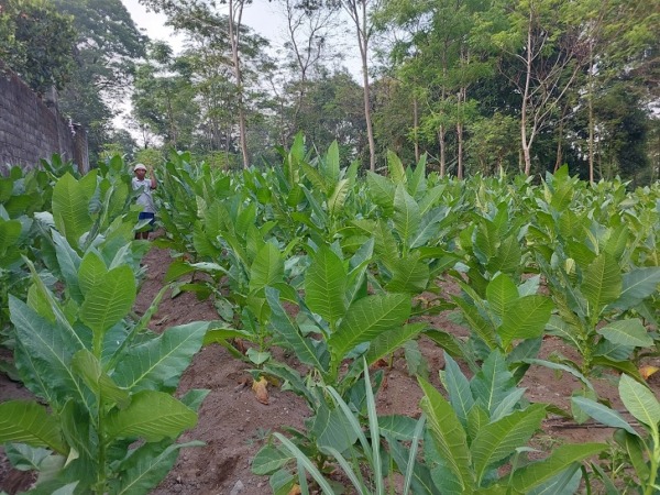 Tanaman tembakau milik petani Jelok, Kecamatan Cepogo, Kabupaten Boyolali. (RAGIL LISTIYO/RADAR SOLO)