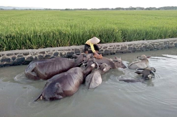 SUBUR: Warga Kampung Klurahan, Kecamatan/Kabupaten Sukoharjo memandaikan kerbau di irigasi persawahan desa setempat. (DOK. MEDIA SOSIAL)