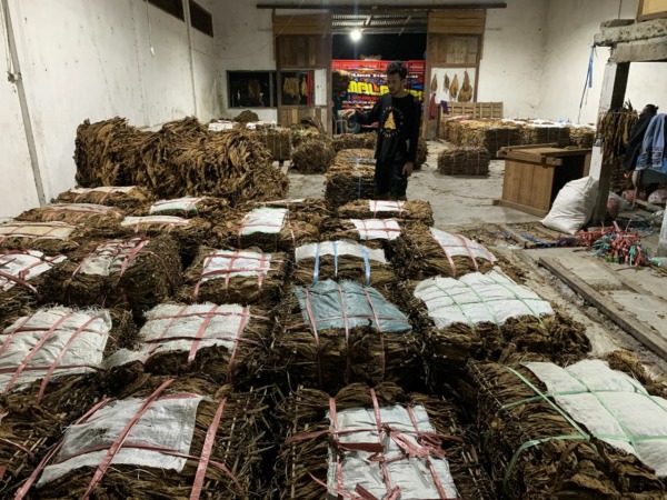 Ilustrasi gudang tembakau milik warga Desa Kembang Kuning, Kecamatan Cepogo, Kabupaten Boyolali yang akan dijual ke perusahaan. (RAGIL LISTIYOA/RADAR SOLO)