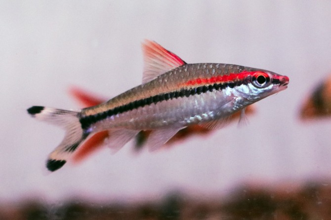 BISA BESAR: Ikan air tawar asli India ini bisa tumbuh hingga 11-15 sentimeter, sehingga perlu akuarium cukup luas untuk memeliharanya. (M. IHSAN/RADAR SOLO)