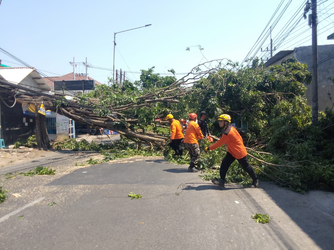 POHON LAPUK : Kondisi pohon tumbang menutup akses Jalan Raya Sukodono. (DIKY PUTRA SANSIRI/RADAR SIDOARJO)