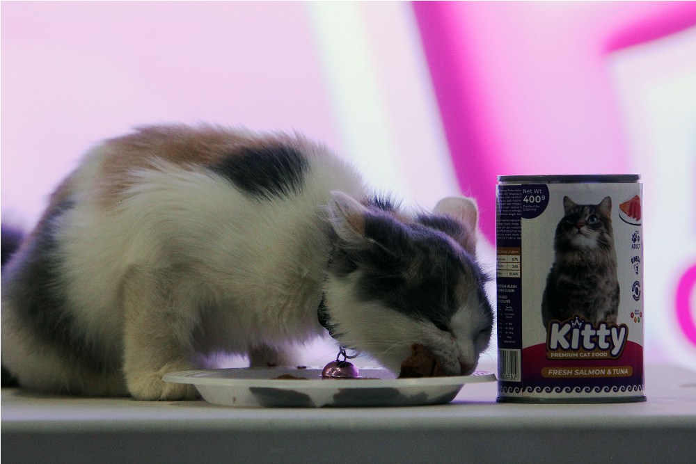 UNGGULAN: Kucing menikmati makanan wet food sarden tuna dan salmon tuna dari brand Kitty Cat Food. (ANDY SATRIA/RADAR SURABAYA)
