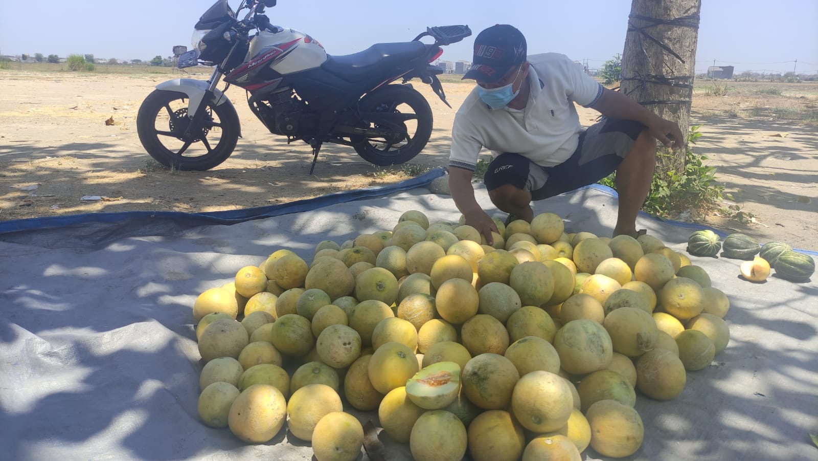 KECIL: Petani Melon Hardi saat menunjukkan hasil panennya yang kurang maksimal. (M SAIFUL ROHMAN/RADAR SIDOARJO)