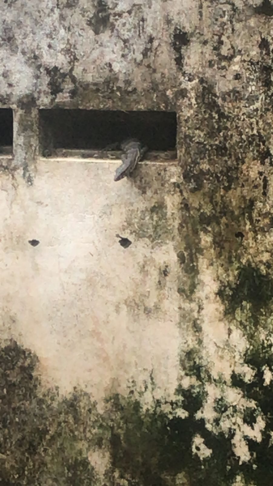 MERESAHKAN: Biawak terlihat masuk lewat ventilasi kos-kosan. (IST)