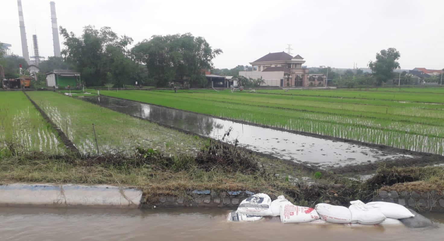 GAGAL TANAM: Tanggul sungai di Kecamatan Tarik Jebol yang mengakibatkan persawahan di Balongbendo kekurangan pasokan air. (IST)