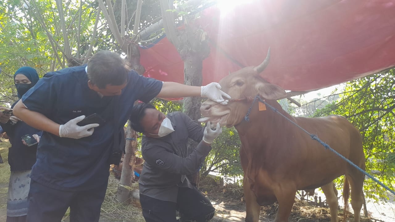 PENCEGAHAN: Petugas Dinas Pangan dan Pertanian Sidoarjo saat memeriksa kesehatan sapi untuk kurban. (M SAIFUL ROHMAN/RADAR SIDOARJO)