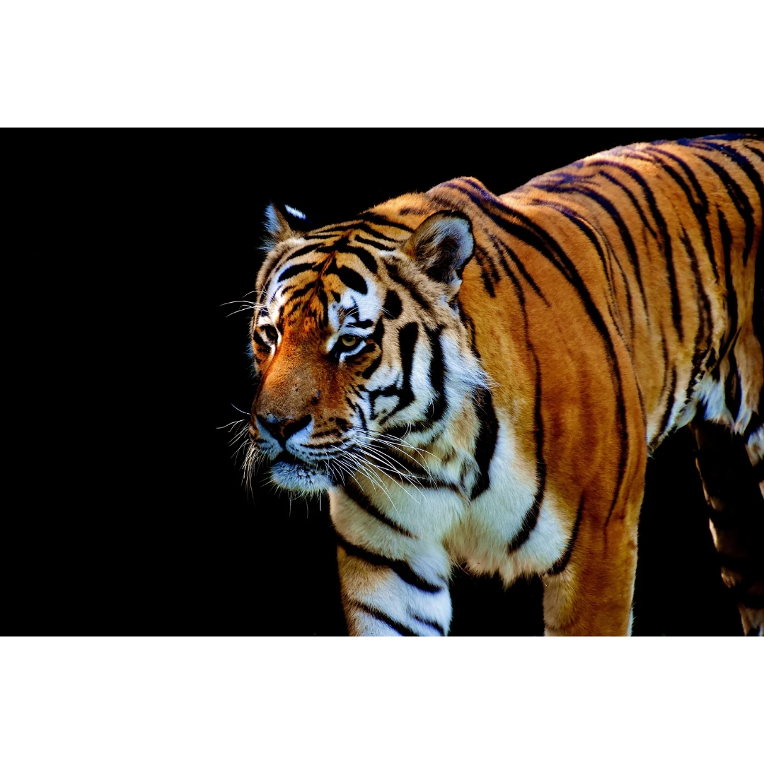 Khodam Harimau