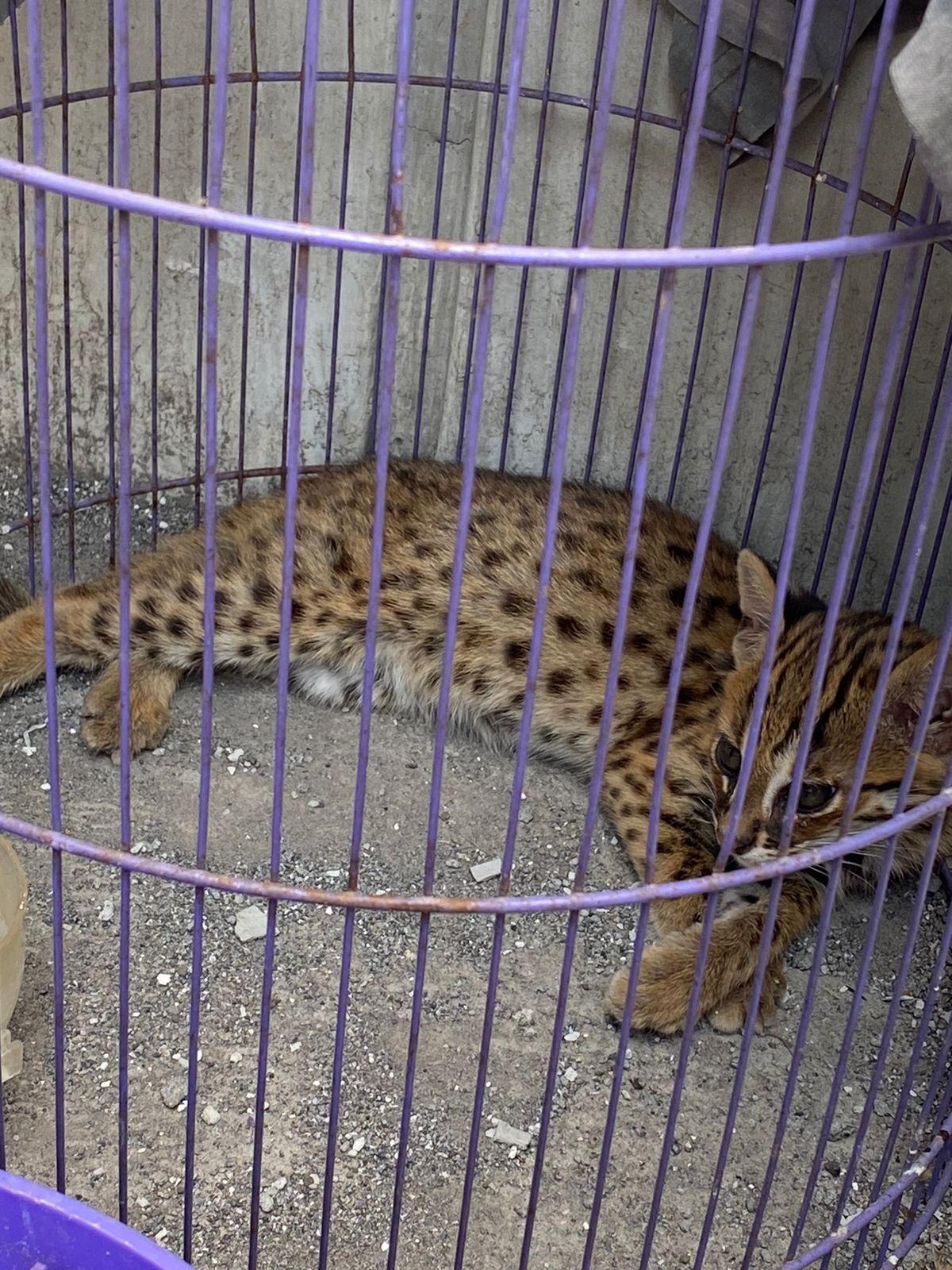 DIEVAKUASI : Penyerahan macan rembah ke petugas BBKSDA Juanda, Rabu (13/11). (IST)  &nbsp;