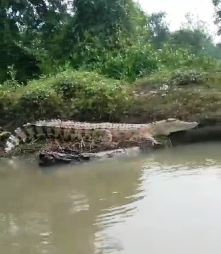 BERJEMUR: Sosok buaya berukuran besar terekam kamera ponsel warga. (IST)