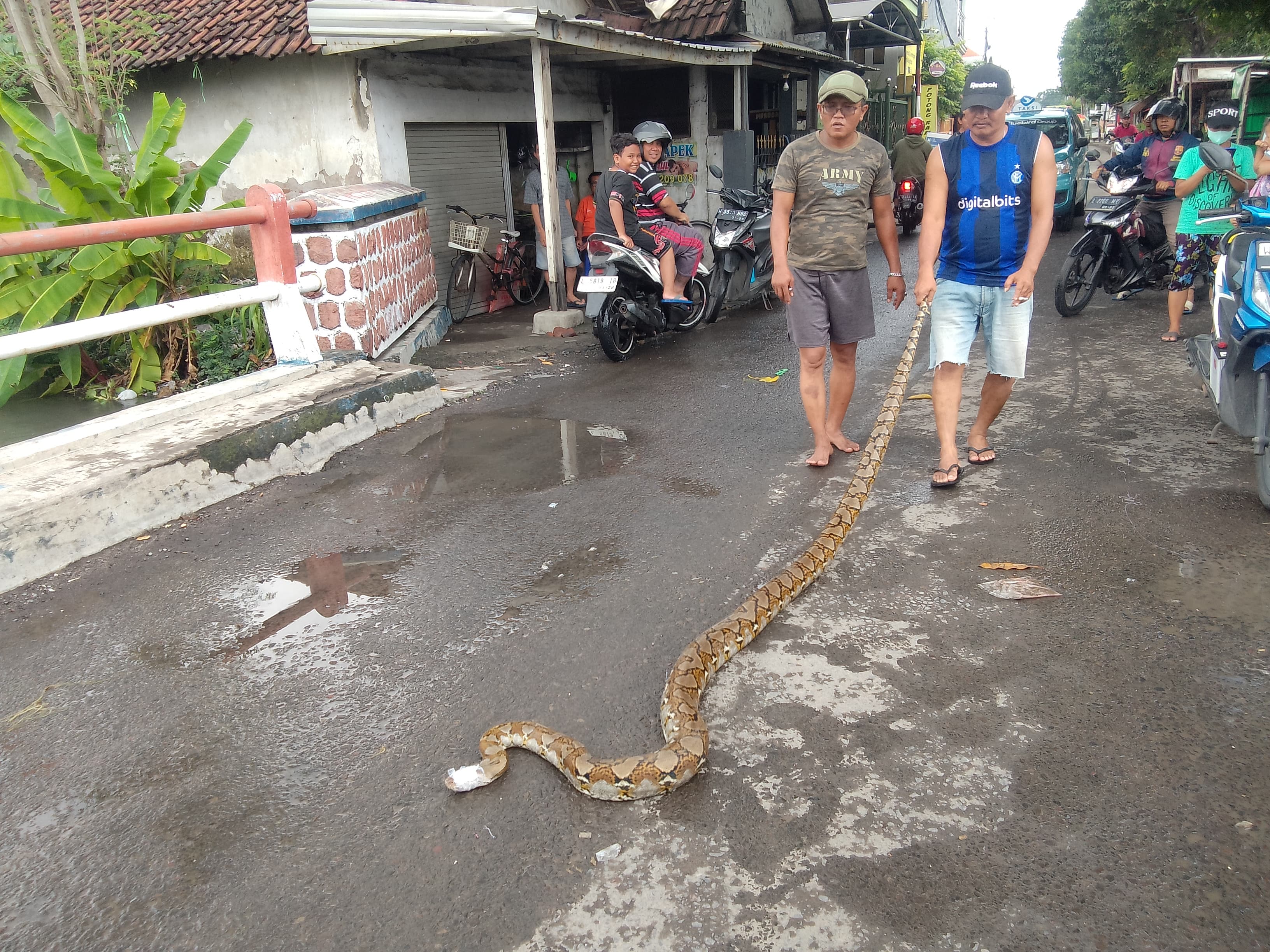 HEBOH: Ular sanca kembang berhasil dievakuasi warga, Rabu (25/12). (DIKY PUTRA SANSIRI/RADAR SIDOARJO)