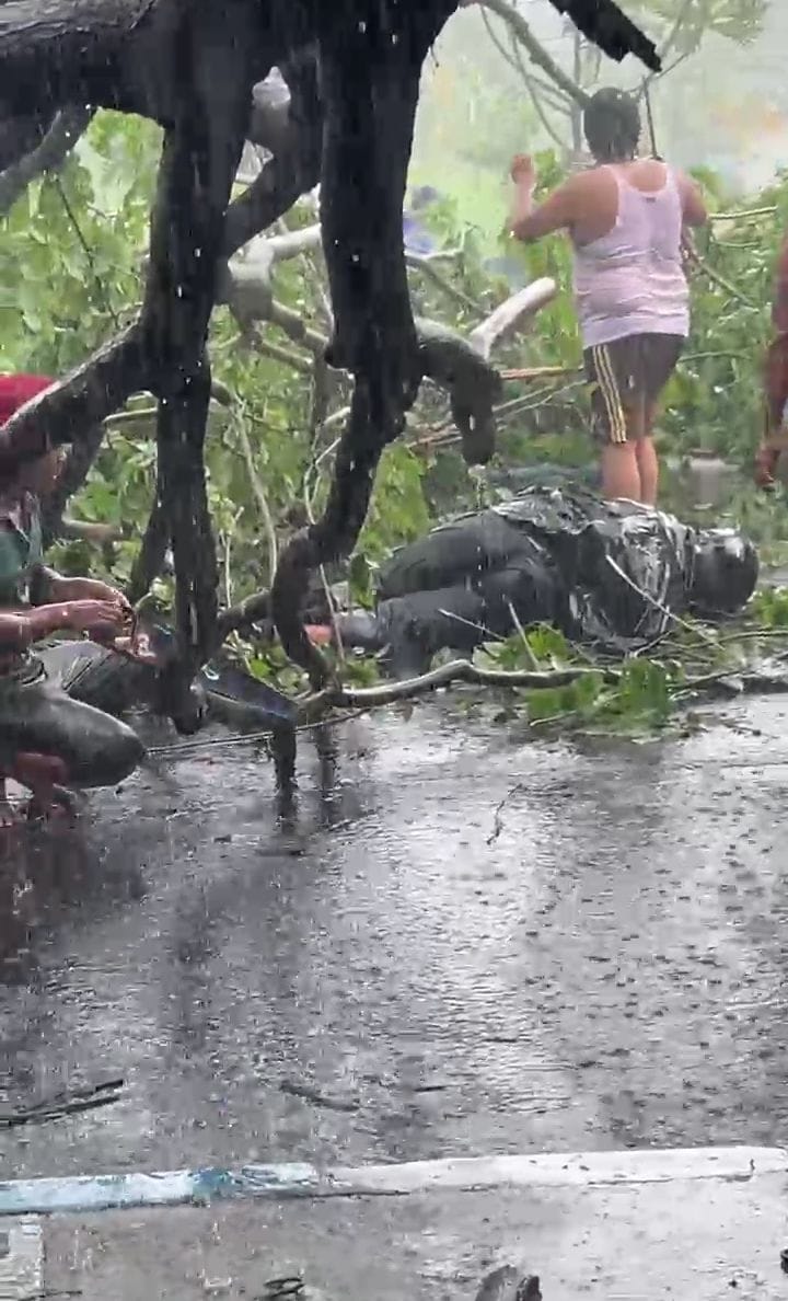 APES: Pohon Sono tumbang di Jalan Raya Juanda Sidoarjo menimpa pengendara motor. (IST)