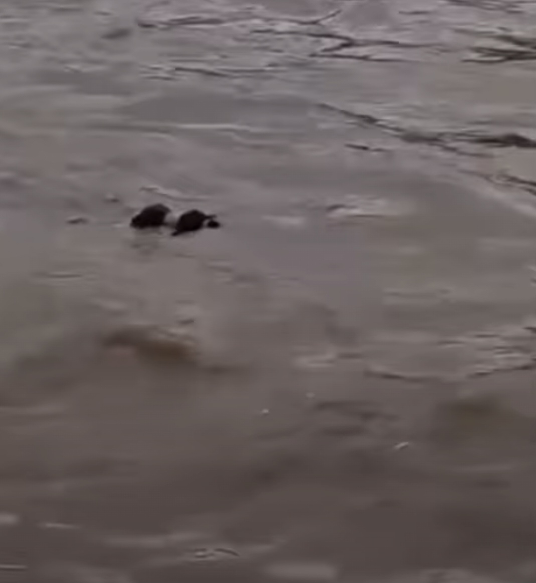 DERAS : Mayat ditemukan hanyut di sungai Rolak Songo, Sidoarjo, petugas kesulitan karena berada di tengah dan arus deras. (IST/RADAR SIDOARJO)