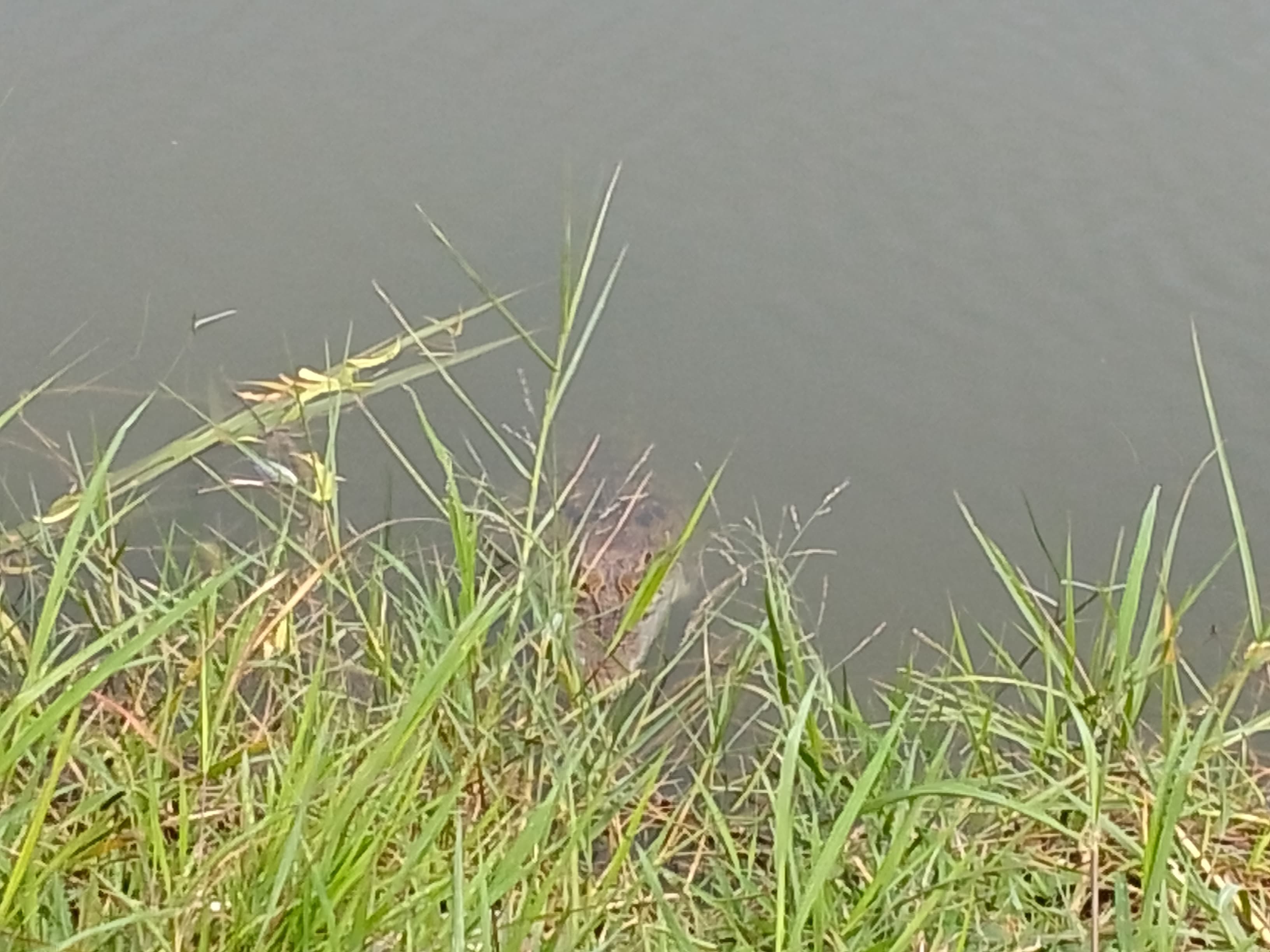 MUNCUL : Penampakkan buaya di tambak milik warga Desa Kedungpandan, Jabon, Sidoarjo. Senin (3/2). (DIKY PUTRA SANSIRI/RADAR SIDOARJO)