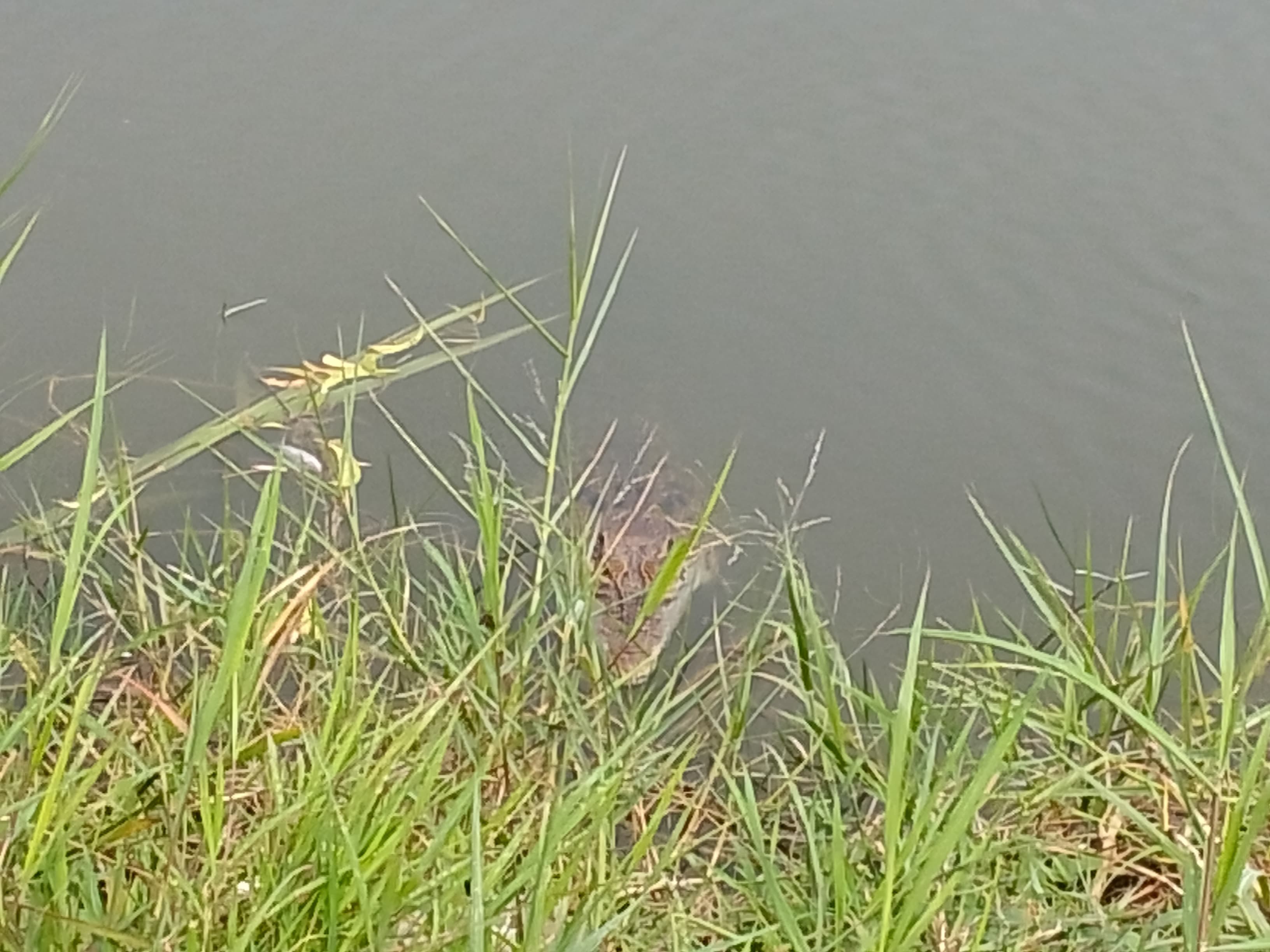MUNCUL : Penampakan buaya muara di tambak milik Ratimin di Dusun Tlocor, Desa Kedungpandan, Jabon, Sidoarjo. Akibat buaya ini, pemilik terancam gagal panen. (DIKY PUTRA SANSIRI/RADAR SIDOARJO)