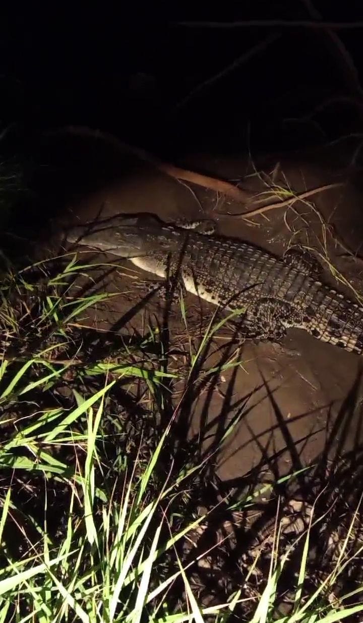 MENAMPAKKAN DIRI : Potret buaya muara di tambak Jabon, Sidoarjo. (IST/RADAR SIDOARJO)