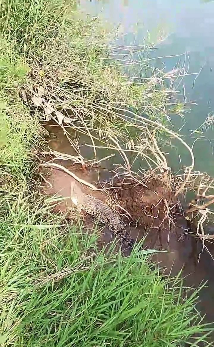 AGRESIF : Buaya muara menampakkan diri di tambak Jabon, Sidoarjo.Hingga saat ini belum bisa dievakuasi. (DIKY SANSIRI/RADAR SIDOARJO)