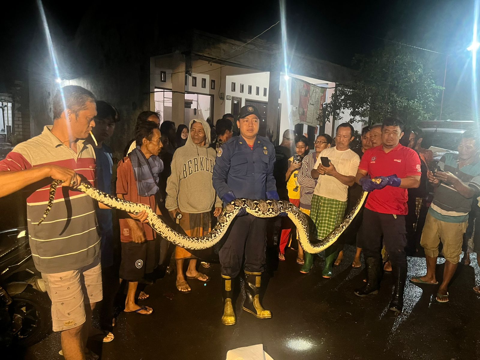 GEGER : Ular sanca kembang berhasil dievakuasi damkar dari Desa Candi Pari, Porong, Sidoarjo. (IST/RADAR SIDOARJO)