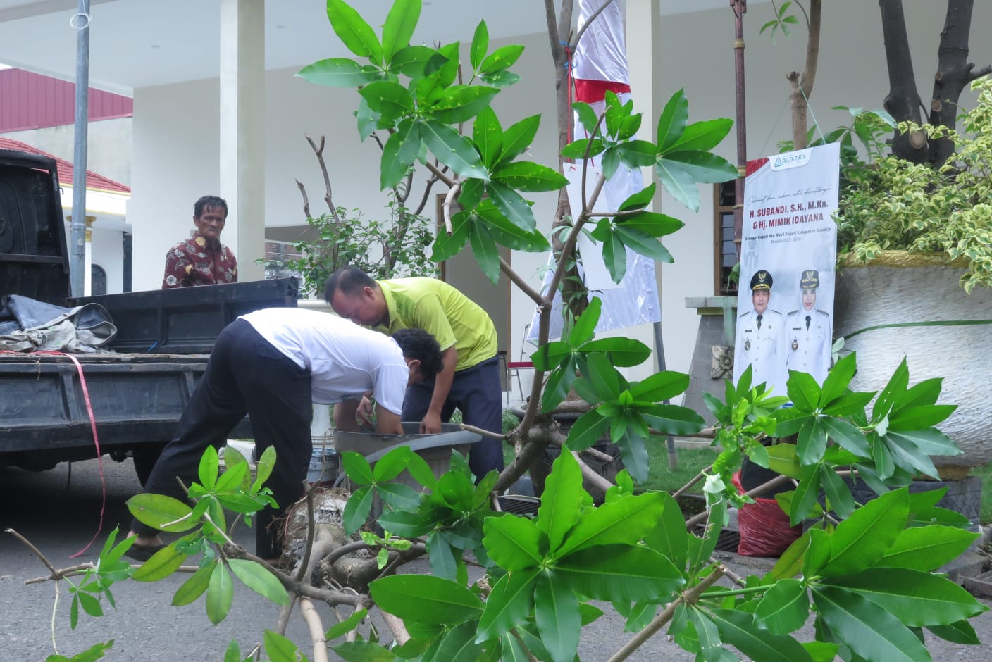 HIJAU : Pohon pule sebagai pengganti karangan bunga untuk ucapan selamat pelantikan Bupati dan Wakil Bupati Sidoarjo mulai berdatangan. (M SAIFUL ROHMAN/RADAR SIDOARJO)