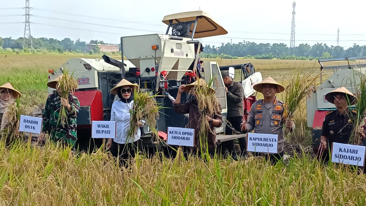 PANEN RAYA: Wakil Bupati Sidoarjo, Mimik Idayana saat memanen padi di Desa Kemuning, Kecamatan Tarik, Sidoarjo. (M SAIFUL ROHMAN/RADAR SIDOARJO)