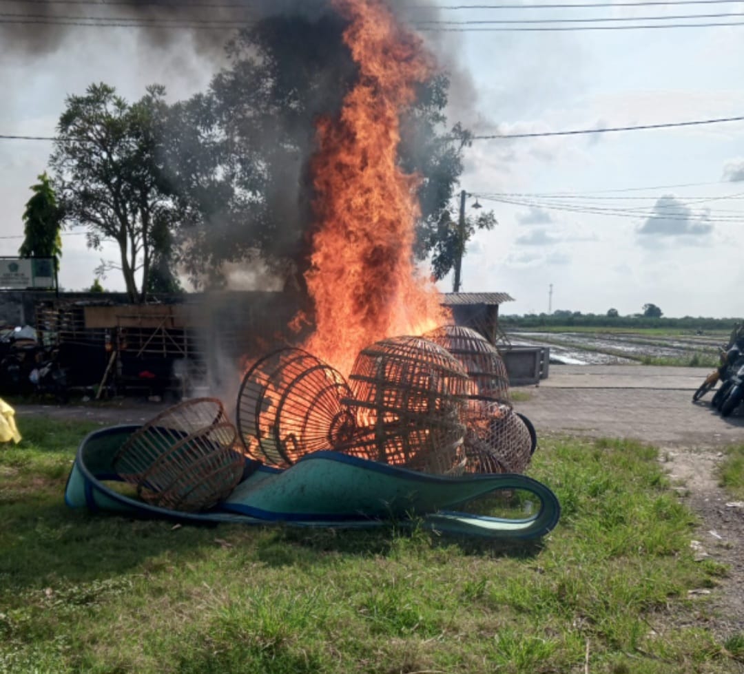 DIBAKAR : Sebagian peralatan sabung ayam di Desa Terik, Krian, Sidoarjo, dimusnahkan polisi. Polsek Krian amankan 16 ekor ayam di lokasi. (IST/RADAR SIDOARJO)