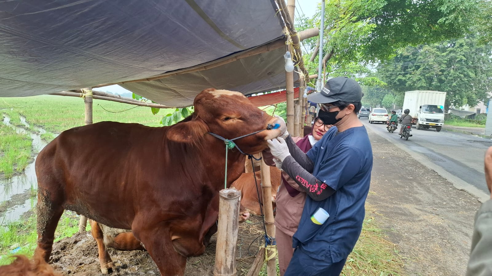 PENCEGAHAN: Petugas dari Dinas Pangan dan Pertanian Sidoarjo saat memeriksa kesehatan sapi kurban. (M SAIFUL ROHMAN/RADAR SIDOARJO)