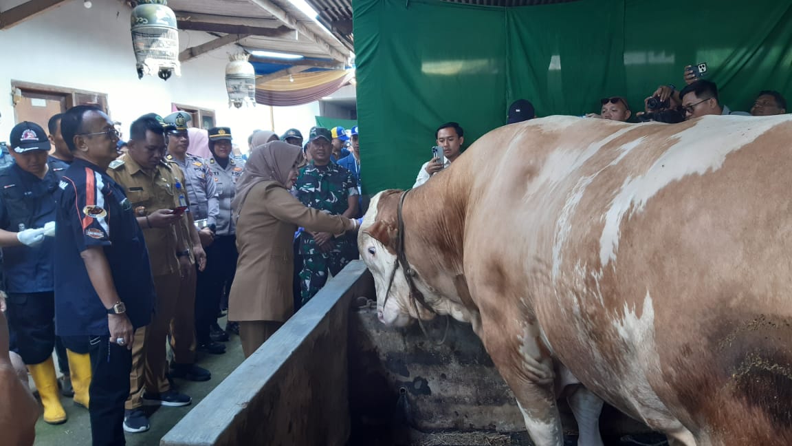 BANTUAN: Wabup Sidoarjo, Mimik Idayana saat meninjau sapi pemberian Presiden Prabowo Subianto. Sapi ini memiliki berat satu ton. (M SAIFUL ROHMAN/RADAR SIDOARJO)
