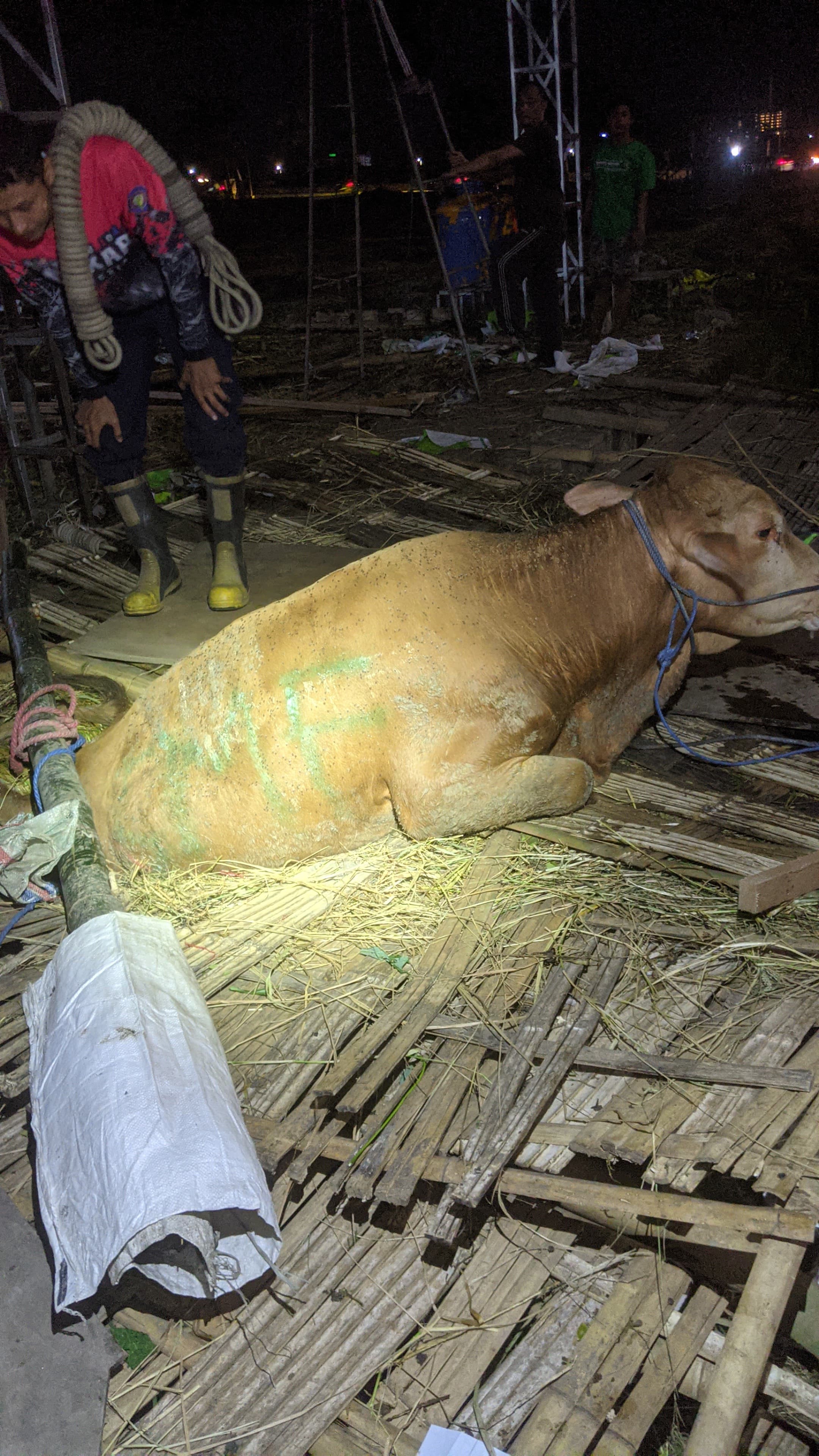 TERMANGU : Sapi yang terperosok di jembatan bambu, Pondok Candra, Waru, Sidoarjo. (IST/RADAR SIDOARJO)
