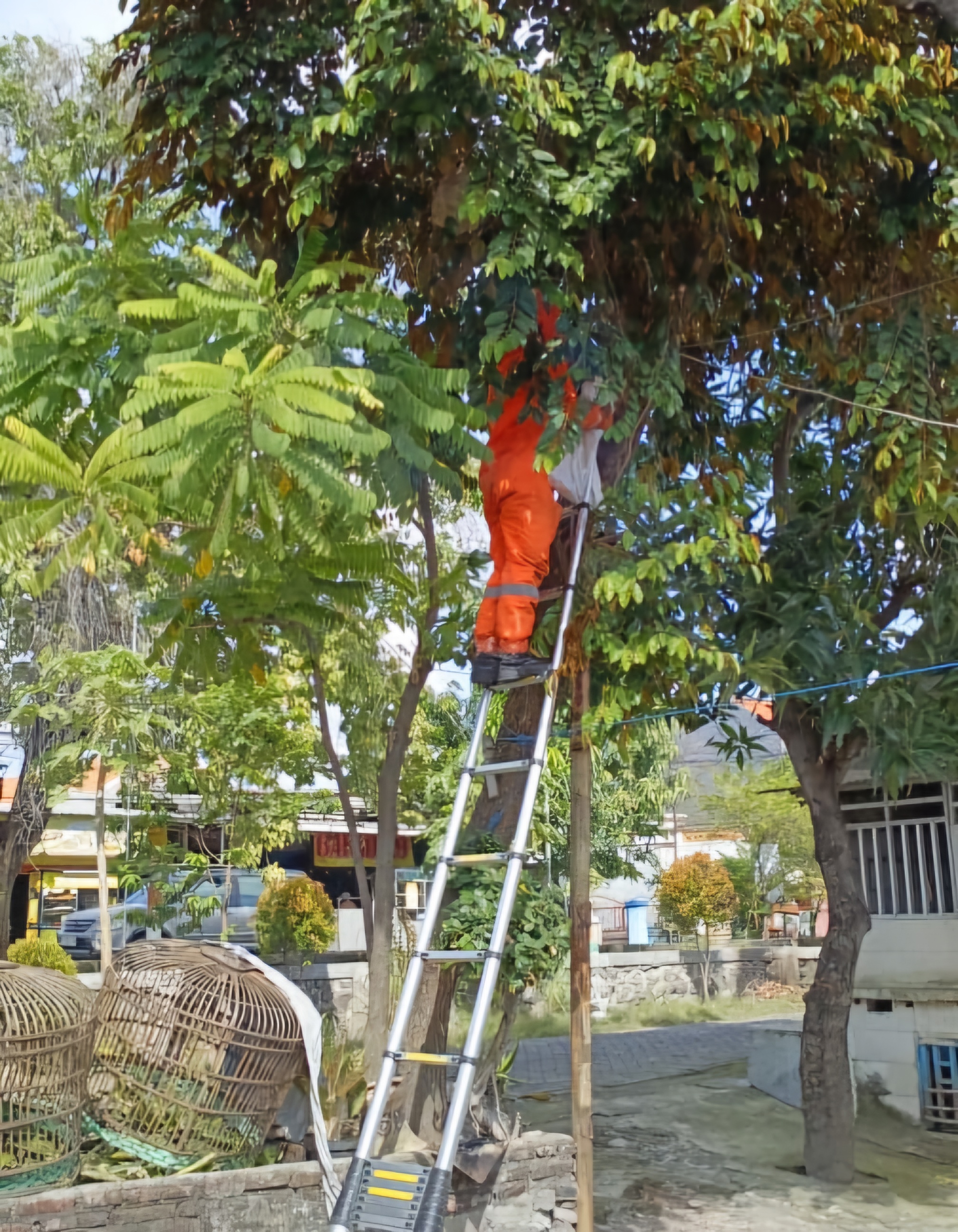 GANAS : Tim Regu 3 Rescue Pos Krian evakuasi sarang tawon vespa di Desa Tawangsari, Taman, Sidoarjo, Minggu (15/6). (IST/RADAR SIDOARJO)