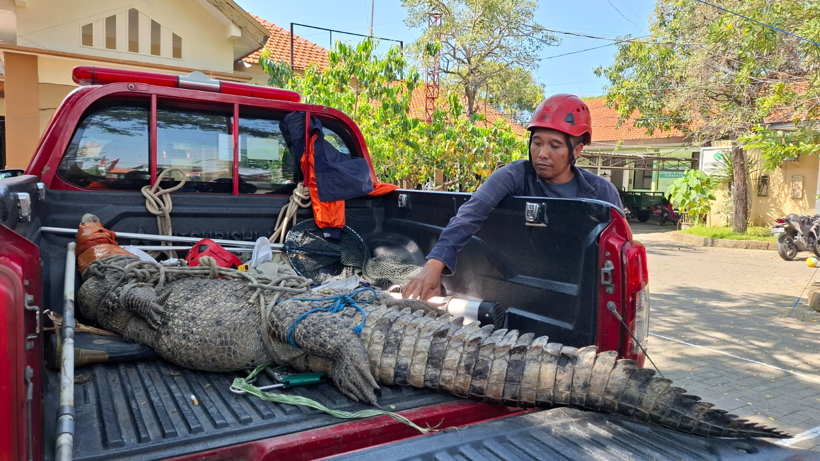 BINATANG BUAS: Buaya pemangsa ternak warga diamakankan di Kecamatan Tanggulangin. (M SAIFUL ROHMAN/RADAR SIDOARJO)
