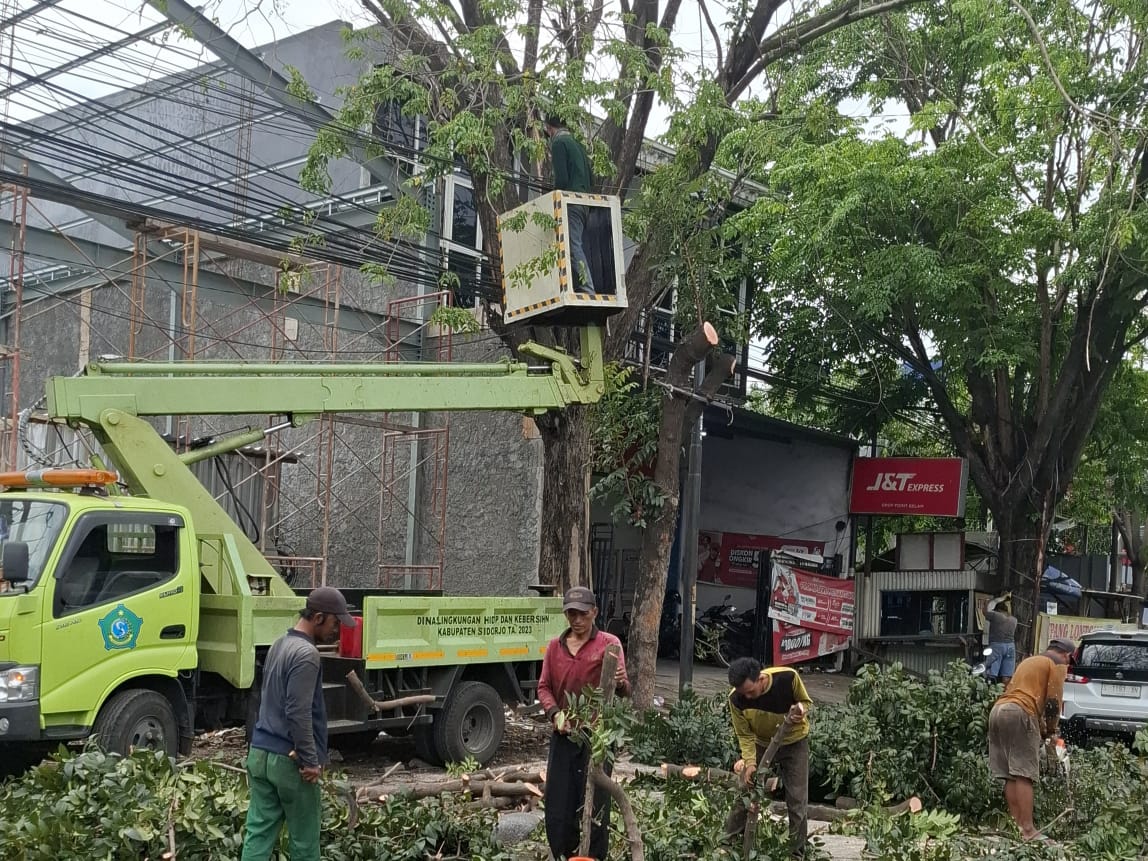 DIPOTONG: Petugas melakukan perantingan pohon di tepi jalan untuk mengantisipasi pohon tumbang saat musim hujan. (M SAIFUL ROHMAN/RADAR SIDOARJO)