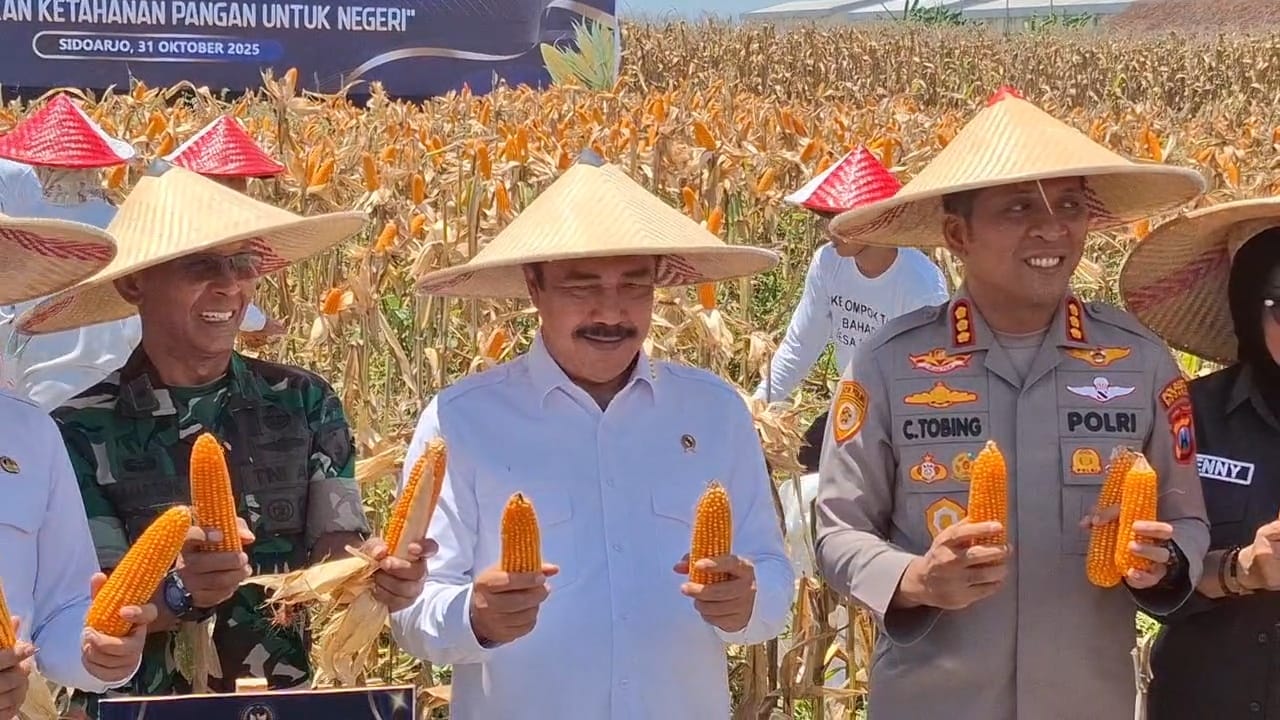 PANEN: Menteri Imigrasi dan Pemasyarakatan, Agus Andrianto panen raya jagung di Bulang, Jumat (31/10).  &nbsp;