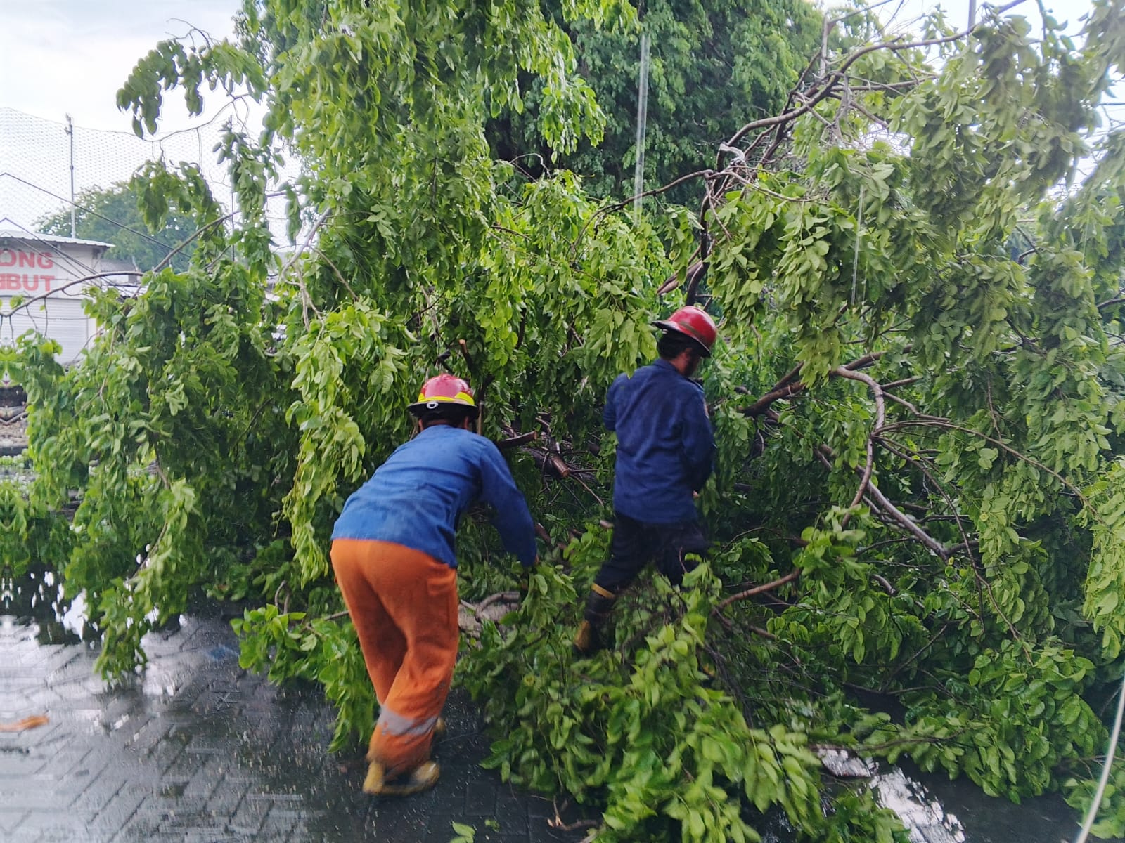 TANGGAP: Anggota BPBD Sidoarjo saat membersihkan jalan dari pohon tumbang akibat angin kencang.