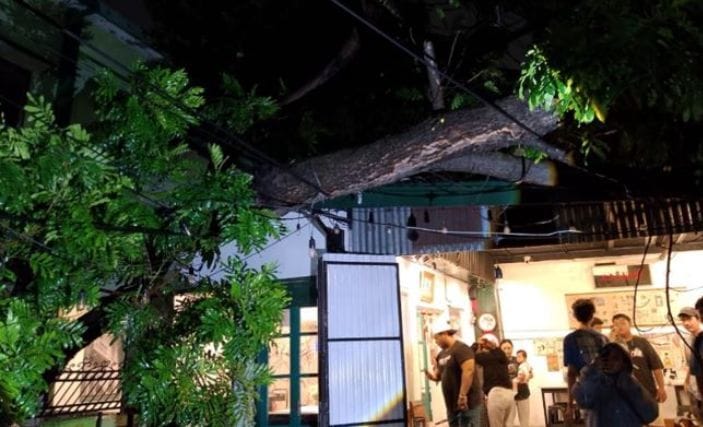HUJAN LEBAT: Dua pohon tumbang di Sidoarjo.