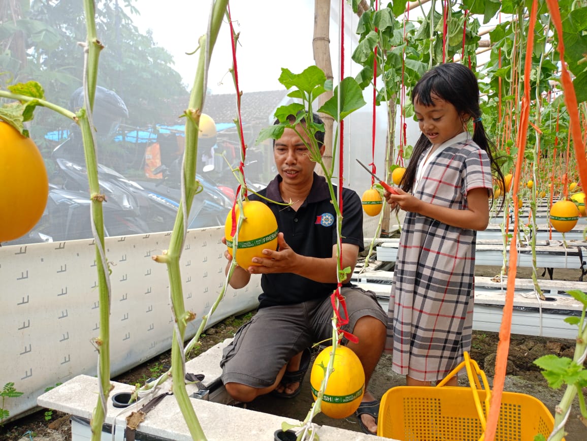 EDUKASI: Para pengunjung bersama keluarga memetik melon premium di Bendotretek, Prambon. (DIKY SANSIRI/RADAR SIDOARJO)