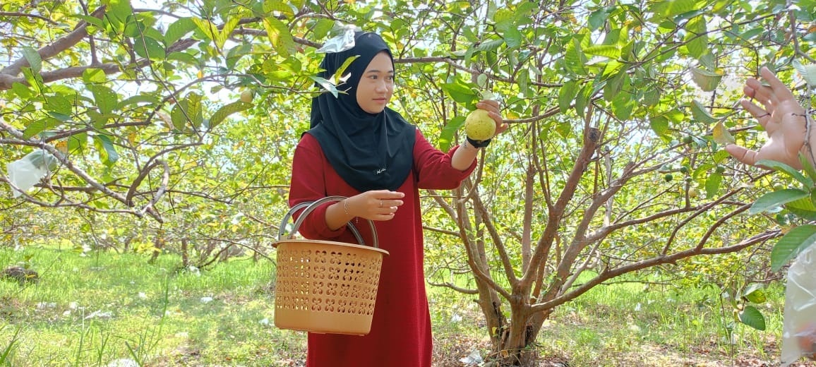 MENYENANGKAN: Warga memetik jambu yang sudah masak di Desa Kebaron, Tulangan, Sidoarjo. (DIKY SANSIRI/RADAR SIDOARJO)