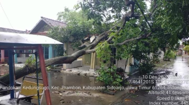 ROBOH: Pohon tumbang menimpa rumah di Prambon.
