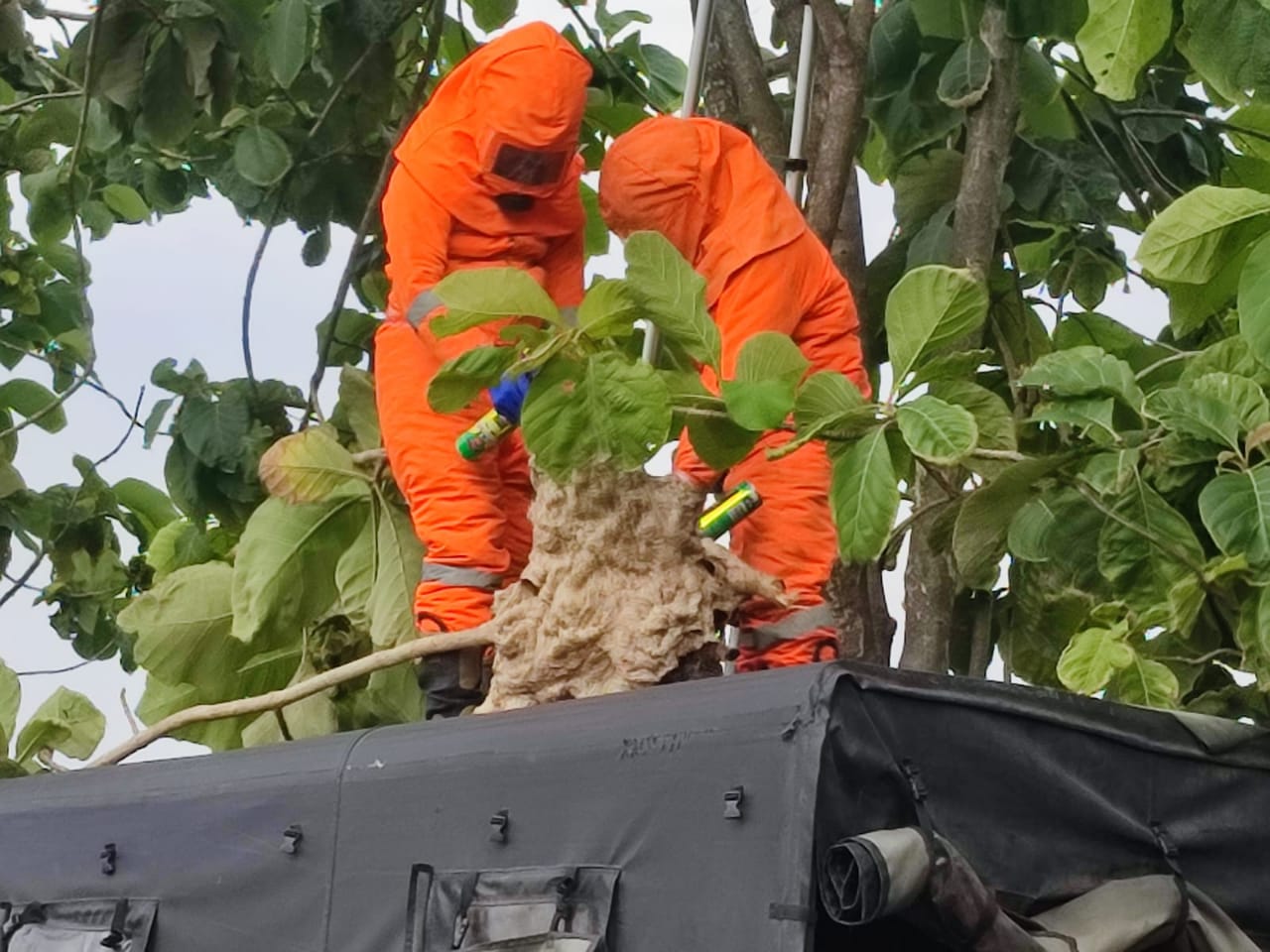 MEMBAHAYAKAN: Sarang tawon vespa dievakuasi petugas damkar di Tanggulangin, Sidoarjo.