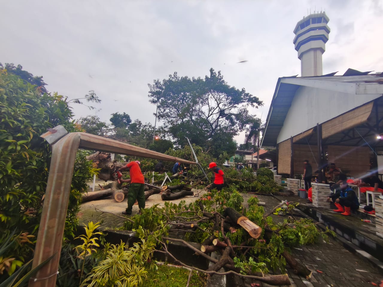 ANGIN KENCANG: BPBD Sidoarjo sedang memotong pohon tumbang di Juanda, Sedati, Sidoarjo, Kamis (8/1). (DIKY SANSIRI/RADAR SIDOARJO)