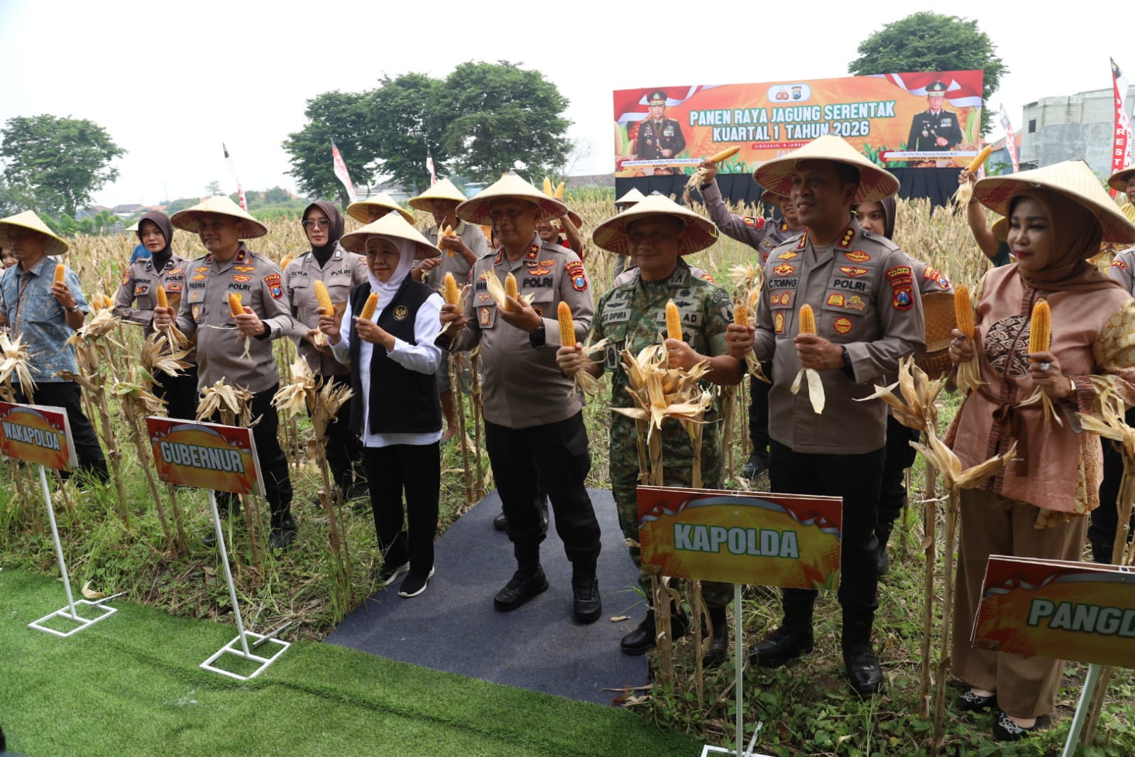 KOMODITAS: Jajaran pimpinan daerah Jatim dan Sidoarjo saat mengikuti panen raya jagung di lahan pertanian Desa Kedensari, Kecamatan Tanggulangin, Sidoarjo, Kamis (8/1). (SURYANTO/RADAR SIDOARJO)