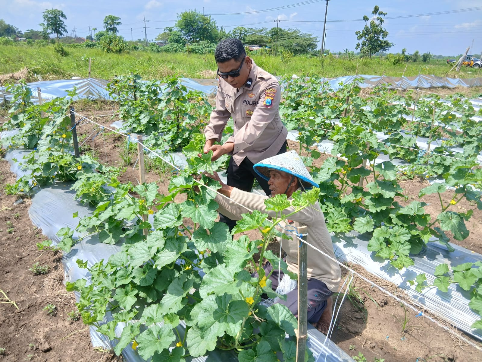 PANEN: Personel Polsek Tarik berbincang dengan petani melon di Desa Gampingrowo, Kecamatan Tarik, Sidoarjo.