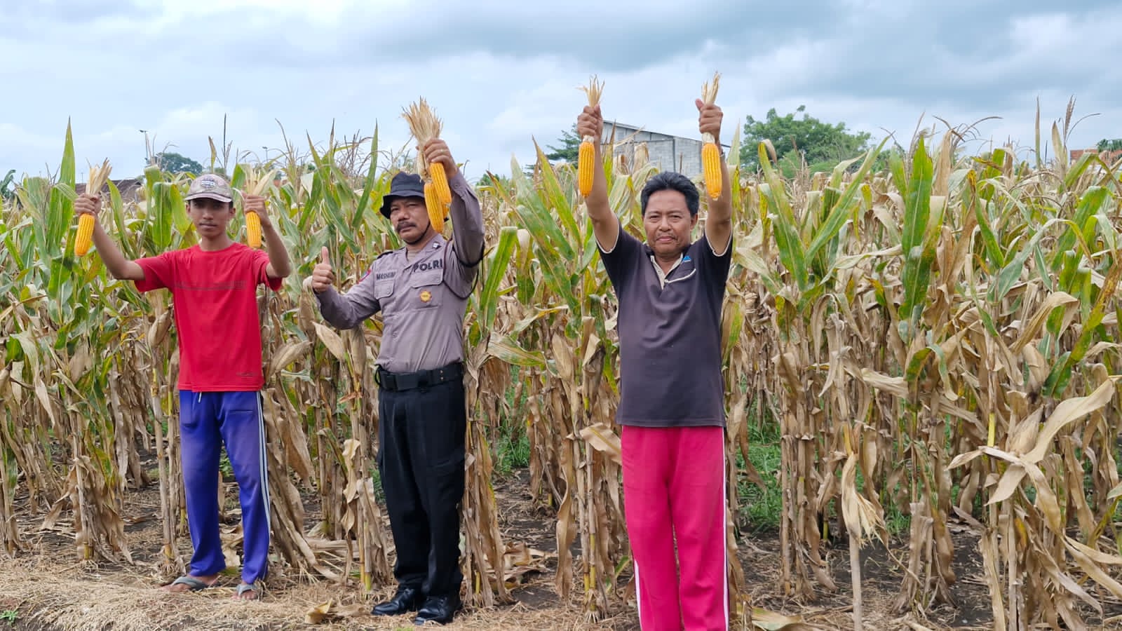 IST MELIMPAH: Personel Polsek Balongbendo saat mengecek lahan jagung di Desa Singkalan, Balongbendo, Sidoarjo.