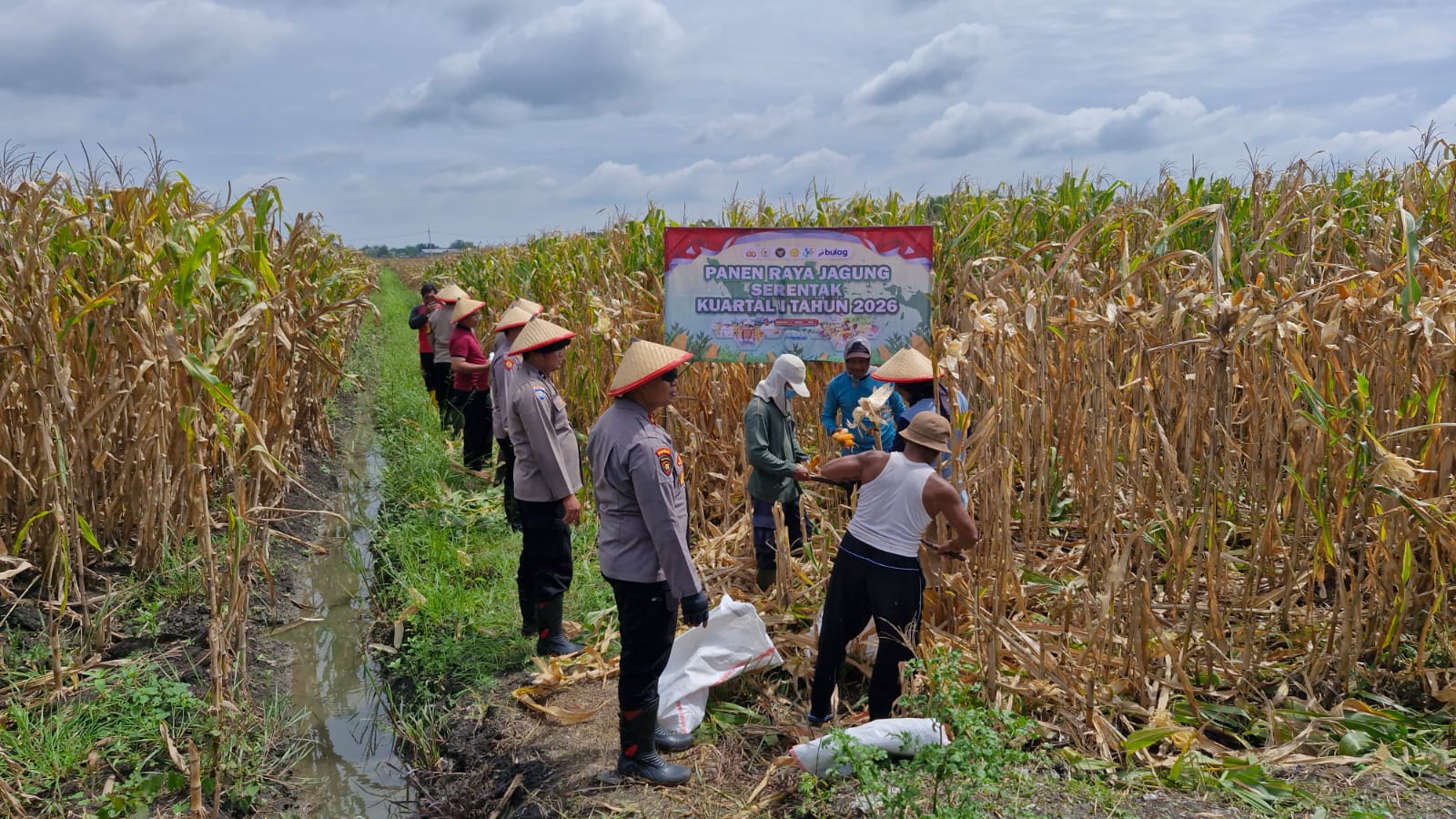 MENGHASILKAN: Personel Polsek Balongbendo bersama warga saat panen raya jagung di Desa Seduri, Balongbendo, Sidoarjo.