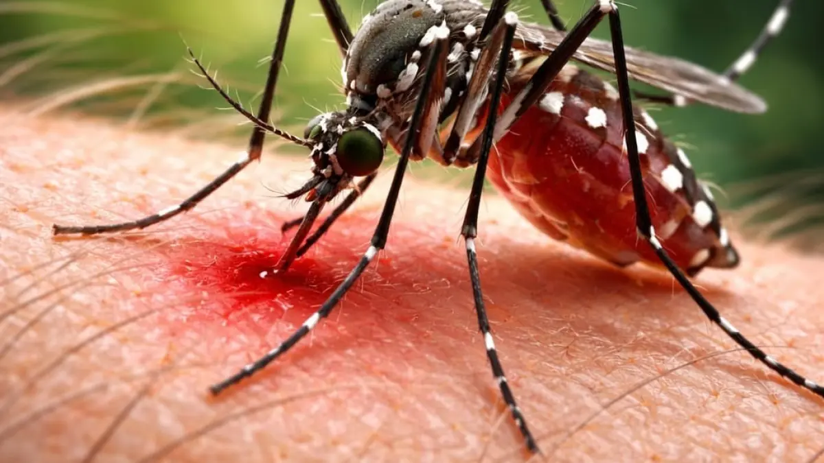 
BERBAHAYA: Nyamuk Aedes aegypti saat menggigit manusia. (AI/RADAR SIDOARJO)
