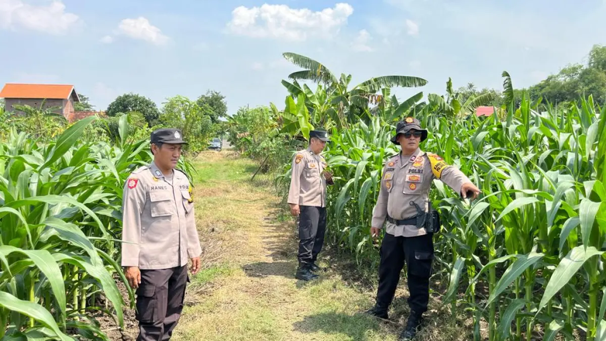 KOMODITAS: Personel Polsek Krembung memantau perkembangan tanaman jagung di Desa Wonomlati, Kecamatan Krembung, Sidoarjo.